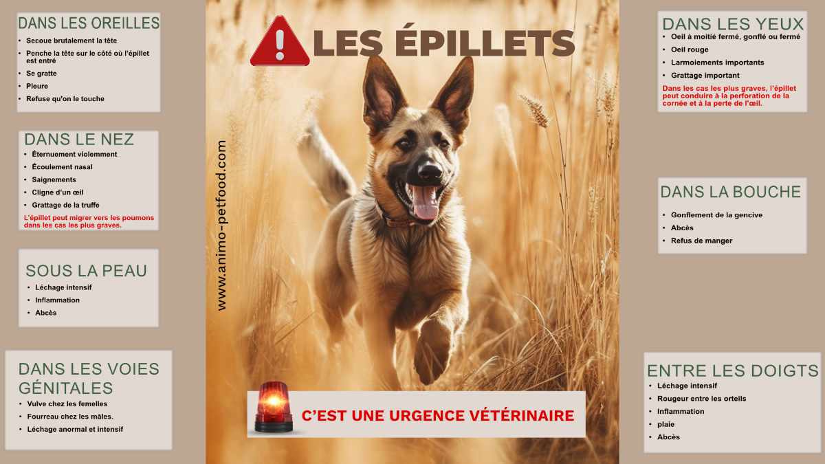 symptomes-epillets-chien